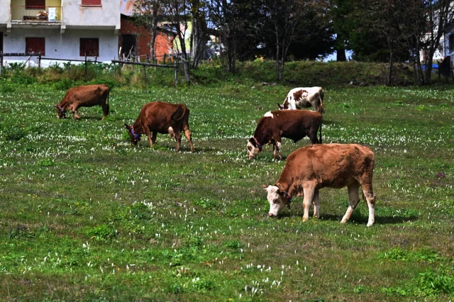 Trabzon Yaylalarına Güzellik Katan “Vargit” Çiçekleri Açtı