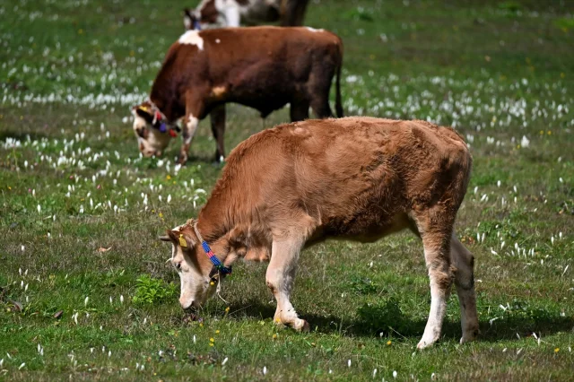 Trabzon Yaylalarına Güzellik Katan “Vargit” Çiçekleri Açtı