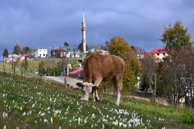 Trabzon Yaylalarına Güzellik Katan “Vargit” Çiçekleri Açtı