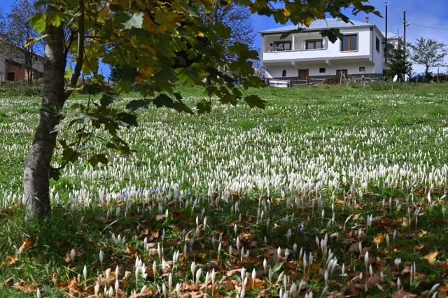 Trabzon Yaylalarına Güzellik Katan “Vargit” Çiçekleri Açtı