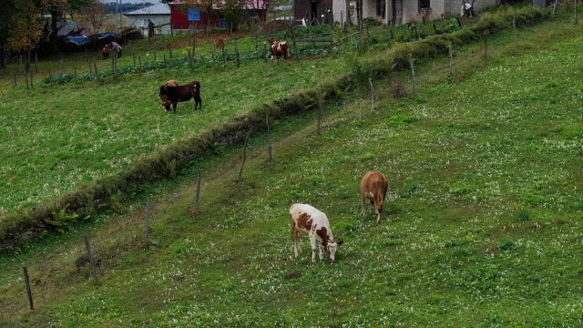 Trabzon Yaylalarına Güzellik Katan “Vargit” Çiçekleri Açtı