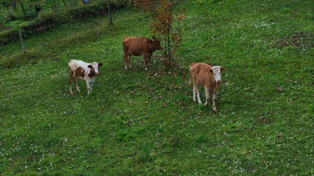 Trabzon Yaylalarına Güzellik Katan “Vargit” Çiçekleri Açtı