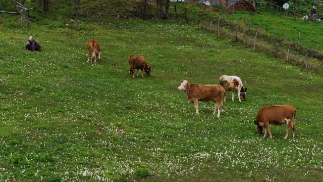 Trabzon Yaylalarına Güzellik Katan “Vargit” Çiçekleri Açtı