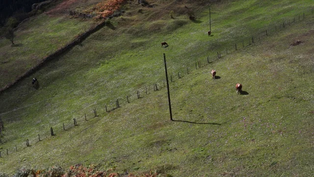 Trabzon Yaylalarına Güzellik Katan “Vargit” Çiçekleri Açtı