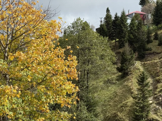 Trabzon Yaylalarına Güzellik Katan “Vargit” Çiçekleri Açtı