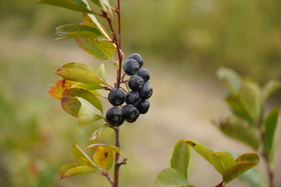Edirne'de Aronya Hasadı Başladı Süper Meyve Yükselişe Geçti