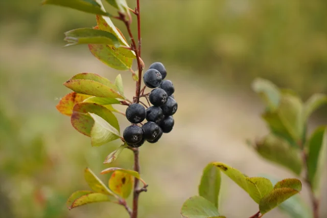 Edirne'de Aronya Hasadı Başladı Süper Meyve Yükselişe Geçti