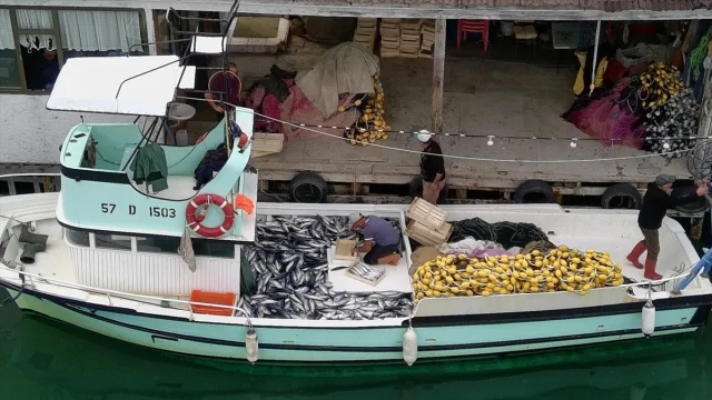 Sinoplu Balıkçı Küçük Teknesiyle Yakaladığı Palamut Sayısıyl...