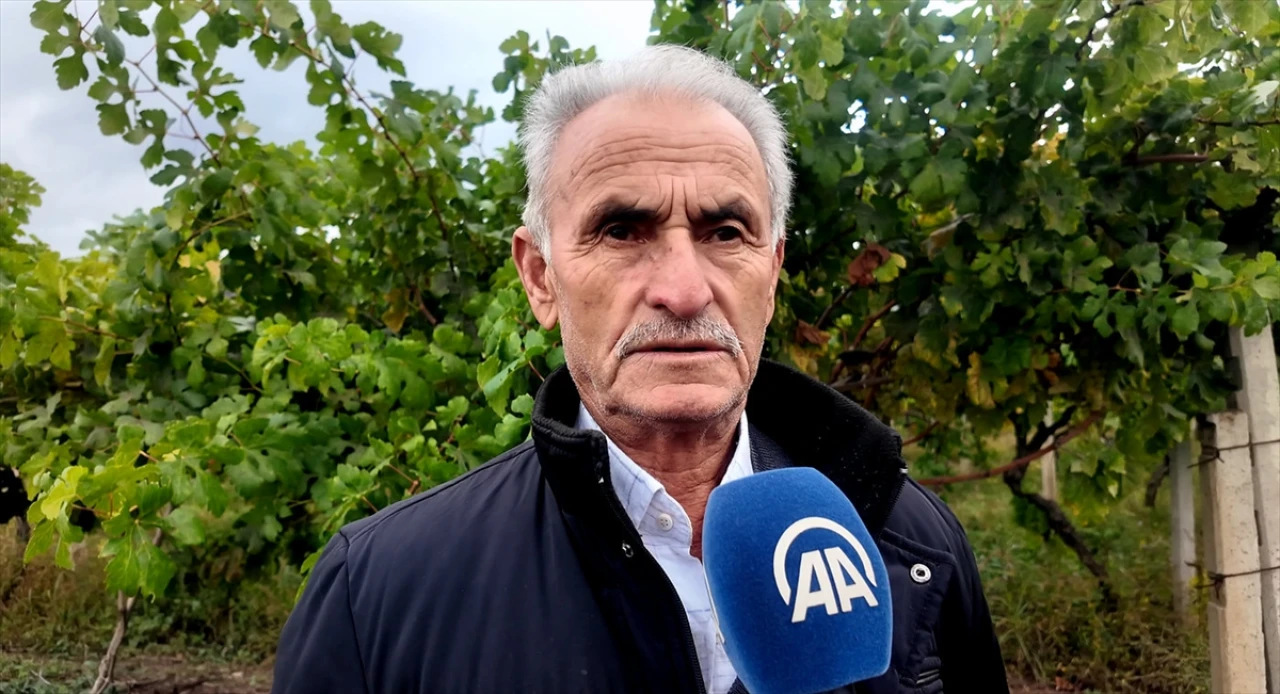 Sakarya'da üzüm bağları hırsızlara karşı nasıl korunuyor?