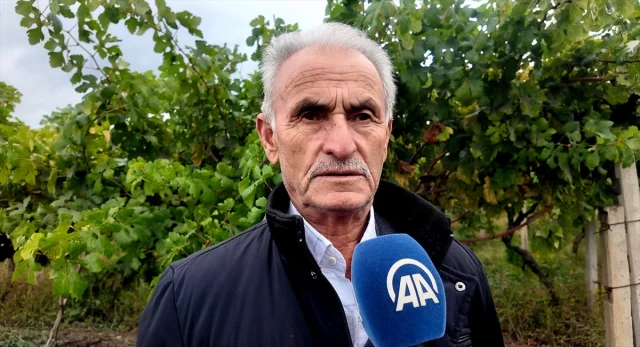 Sakarya'da üzüm bağları hırsızlara karşı nasıl korunuyor?