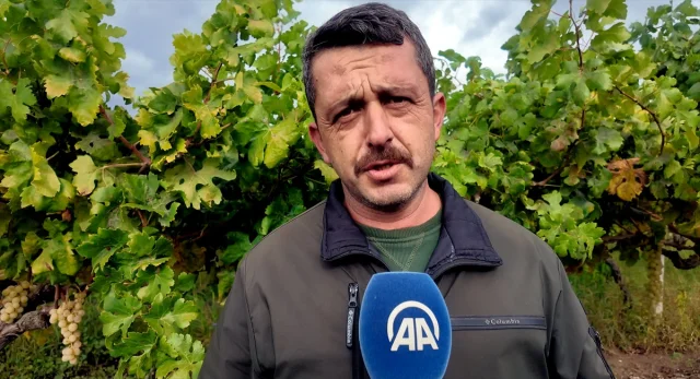 Sakarya'da üzüm bağları hırsızlara karşı nasıl korunuyor?
