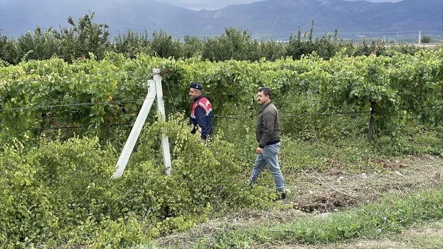 Sakarya'da üzüm bağları hırsızlara karşı nasıl korunuyor?