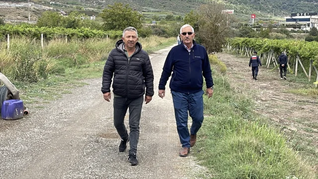 Sakarya'da üzüm bağları hırsızlara karşı nasıl korunuyor?