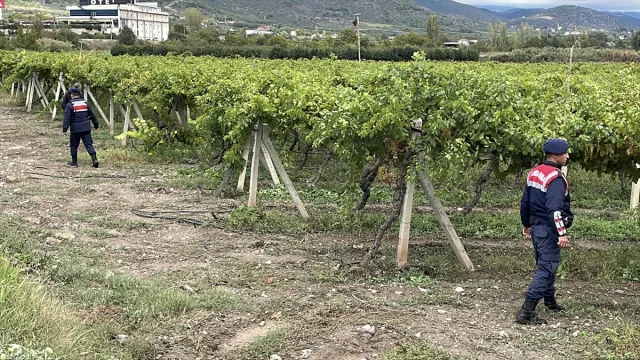 Sakarya'da üzüm bağları hırsızlara karşı nasıl korunuyor?