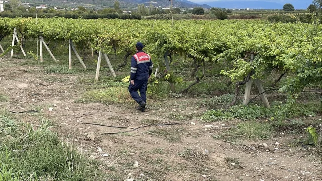 Sakarya'da üzüm bağları hırsızlara karşı nasıl korunuyor?
