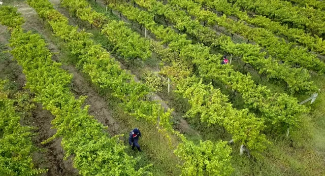 Sakarya'da üzüm bağları hırsızlara karşı nasıl korunuyor?