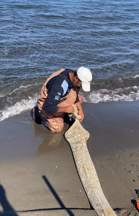 Samsun'da Midye Kaçakçılığı Ortaya Çıktı