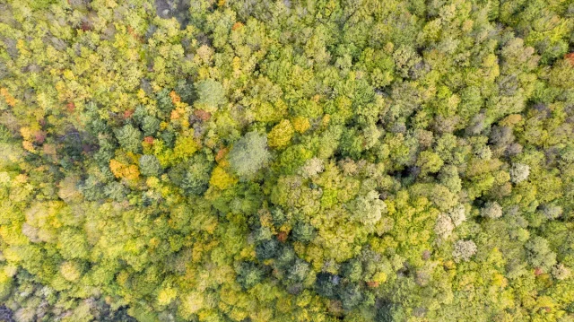 Bolu Dağı'nı Geçerken Sonbaharın Büyüsüne Kapılmaya Hazır Olun