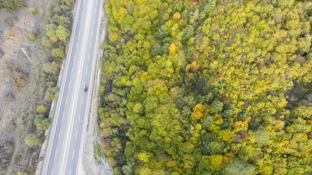 Bolu Dağı'nı Geçerken Sonbaharın Büyüsüne Kapılmaya Hazır Olun