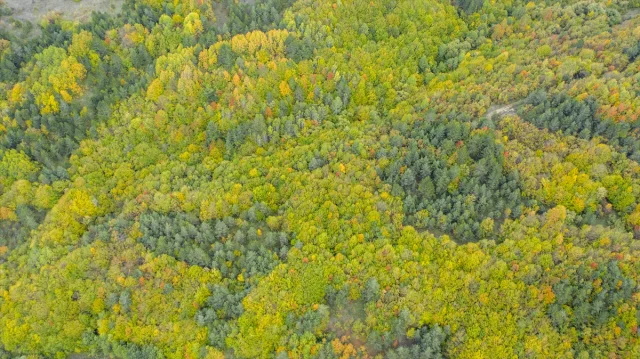 Bolu Dağı'nı Geçerken Sonbaharın Büyüsüne Kapılmaya Hazır Olun
