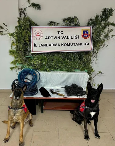 Artvin'de Büyük Uyuşturucu Operasyonu Zanlıyı Ele Geçirdi
