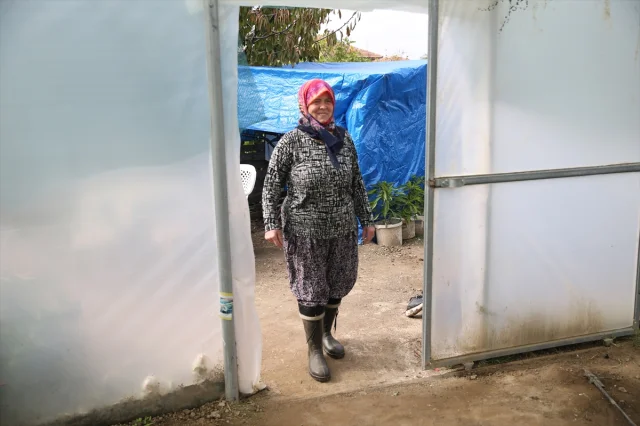 Edirne'de Tarım Devrimi: Şirin Teyze İkinci Serasına Kavuşuyor
