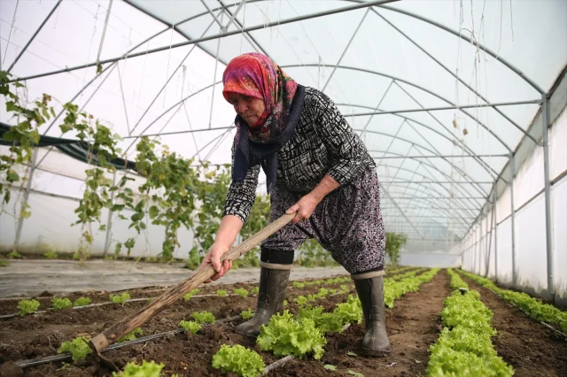Edirne'de Tarım Devrimi: Şirin Teyze İkinci Serasına Kavuşuyor