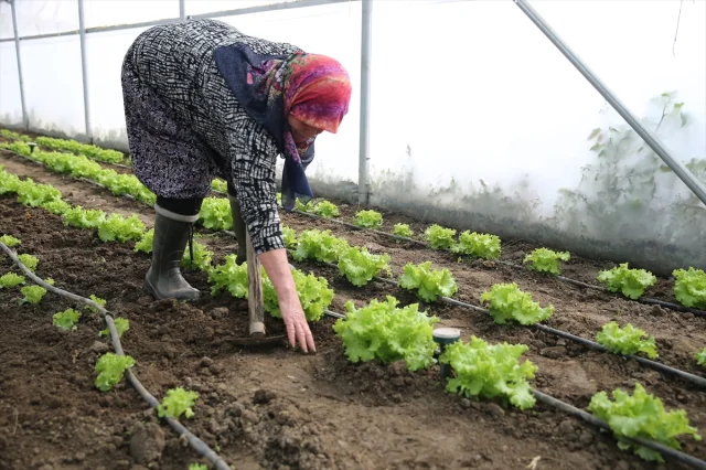 Edirne'de Tarım Devrimi: Şirin Teyze İkinci Serasına Kavuşuyor