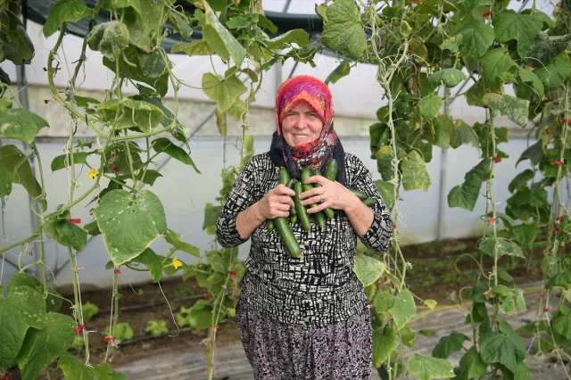Edirne'de Tarım Devrimi: Şirin Teyze İkinci Serasına Kavuşuyor