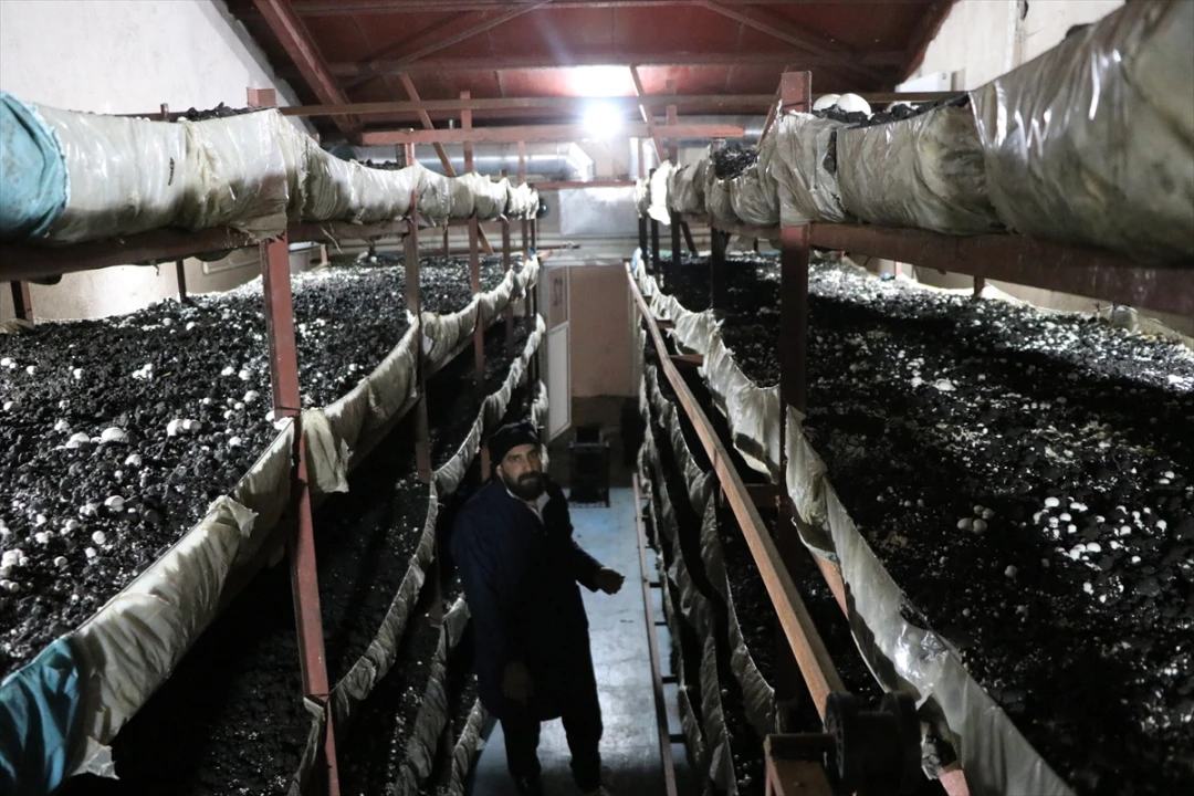 Girişimci Kadın Erzurum'da Mantar Üretiminde Çığır Açıyor