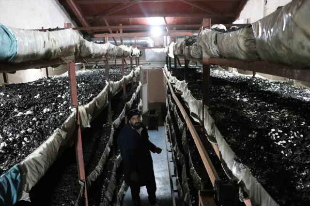 Girişimci Kadın Erzurum'da Mantar Üretiminde Çığır Açıyor