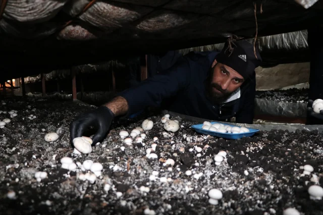 Girişimci Kadın Erzurum'da Mantar Üretiminde Çığır Açıyor