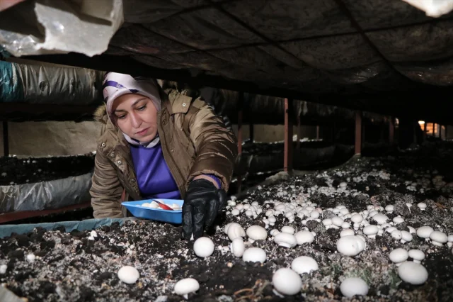 Girişimci Kadın Erzurum'da Mantar Üretiminde Çığır Açıyor