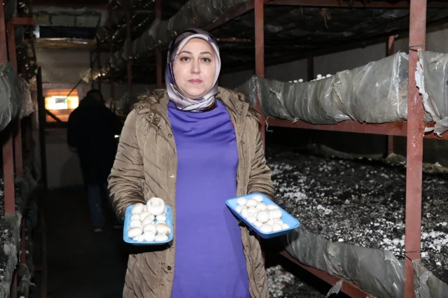 Girişimci Kadın Erzurum'da Mantar Üretiminde Çığır Açıyor