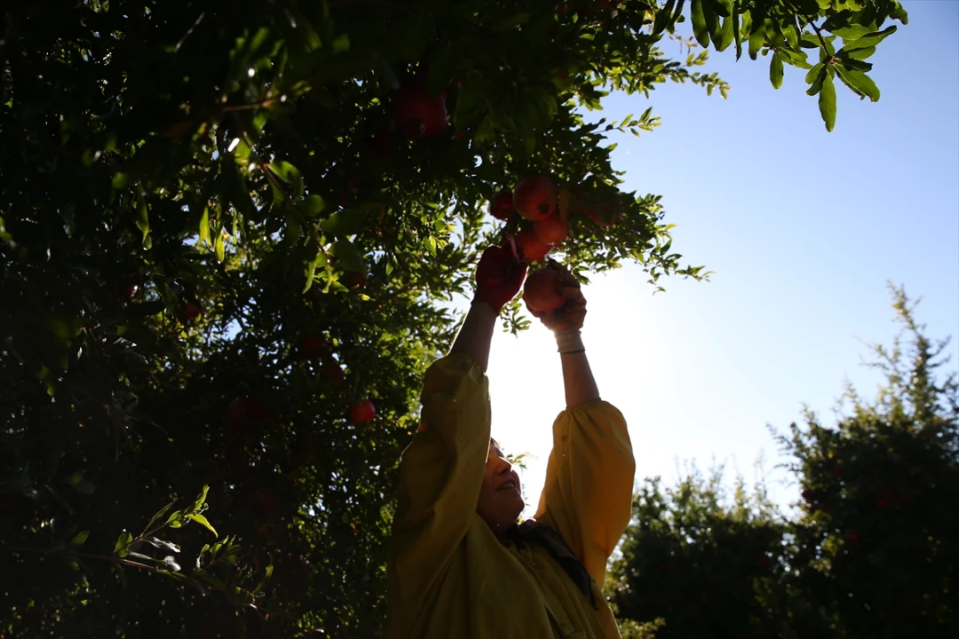Adıyaman'da Nar Bereketi: 19 Bin 250 Dekarda Hasat Başladı