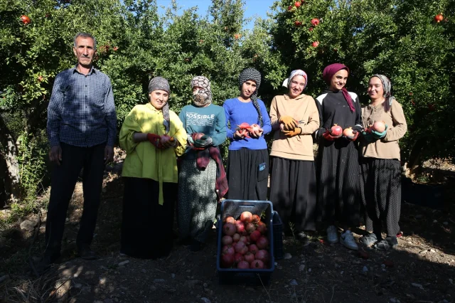 Adıyaman'da Nar Bereketi: 19 Bin 250 Dekarda Hasat Başladı
