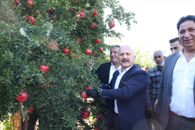 Adıyaman'da Nar Bereketi: 19 Bin 250 Dekarda Hasat Başladı