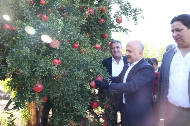 Adıyaman'da Nar Bereketi: 19 Bin 250 Dekarda Hasat Başladı