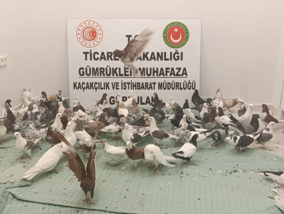 Gürbulak'ta Güvercin Operasyonu: Gümrük Ekipleri 85 Güvercine El Koydu