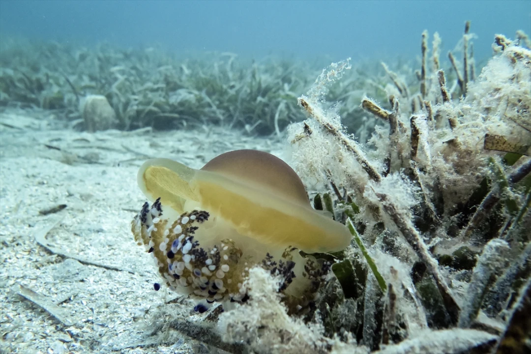 Marmara Denizi'nde şaşırtan gelişme: Müsilaj bu yıl neden oluşmadı