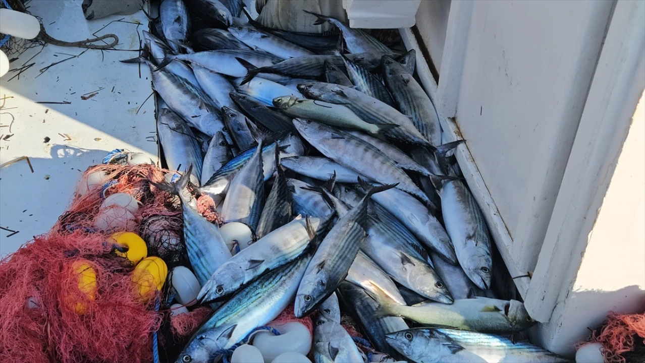 Çanakkale'de Balıkçının Büyük Şansı: Lüfer Avında Beklenmeyen 1000 Palamut