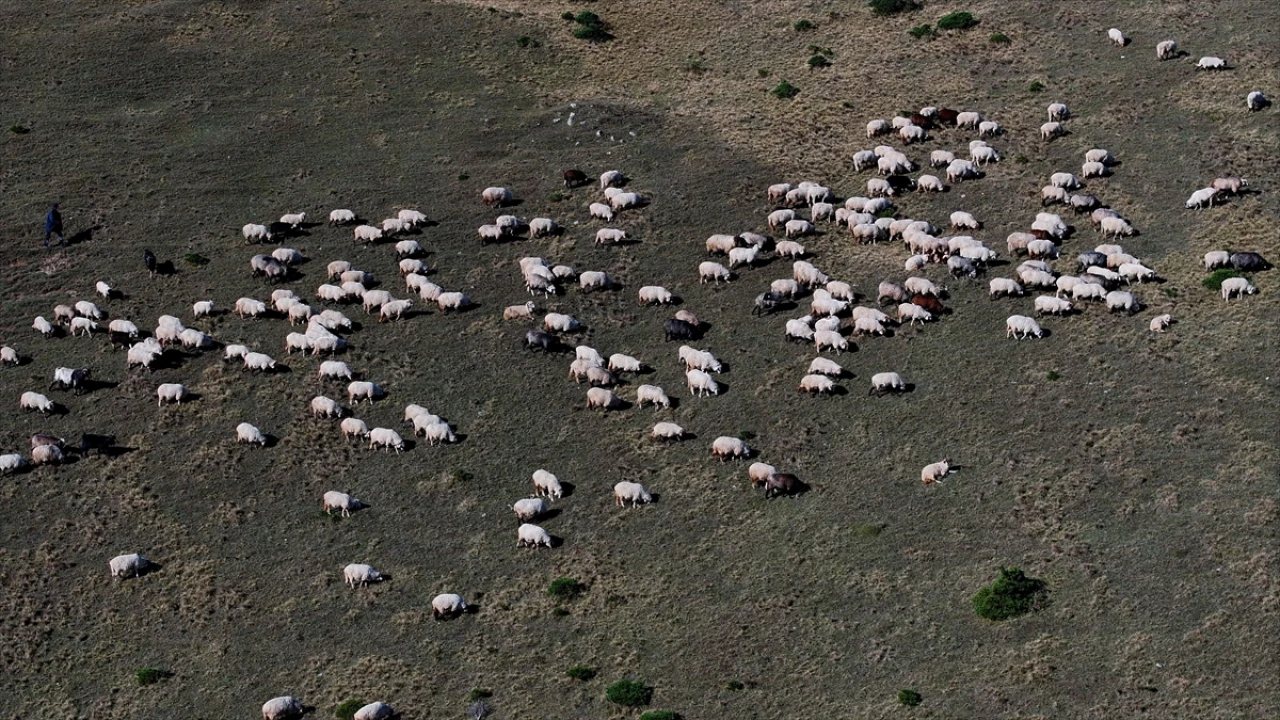 Zigana Dağı'nda Sonbahar Güzelliği Besicilerin Yoğun Mesaisine Sahne Oluyor