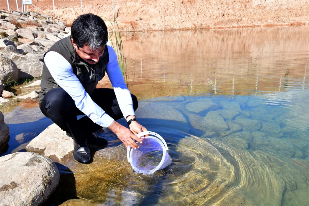 Kırşehir'de 3 Bin Kırmızı Benekli Alabalık Göketle Buluştu