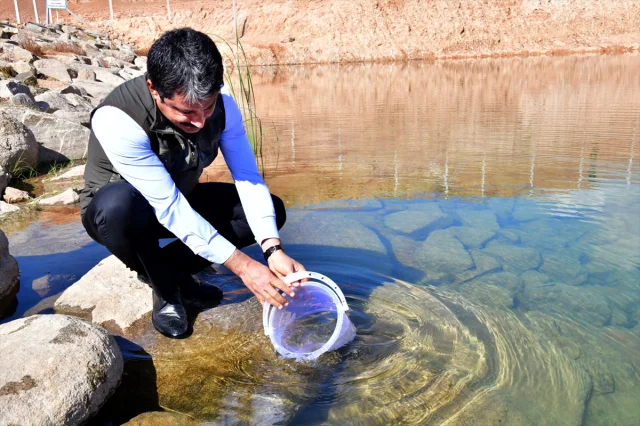 Kırşehir'de 3 Bin Kırmızı Benekli Alabalık Göketle Buluştu