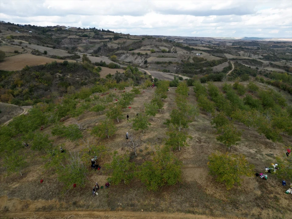 Tekirdağ'da Bozuk Orman Alanlarında Ceviz Bereketi Başladı