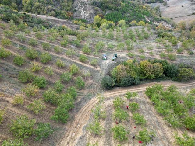 Tekirdağ'da Bozuk Orman Alanlarında Ceviz Bereketi Başladı
