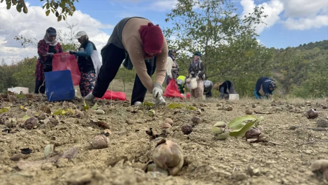 Tekirdağ'da Bozuk Orman Alanlarında Ceviz Bereketi Başladı