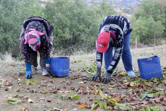 Tekirdağ'da Bozuk Orman Alanlarında Ceviz Bereketi Başladı