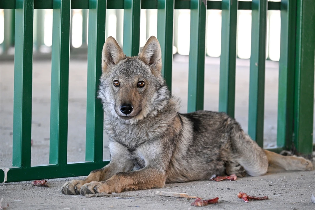 Van'da kurt dramı son buldu kurtuluş hikayesi toplumu derinden etkiledi