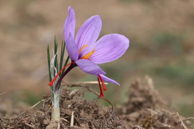 Karabük'te Safran Festivali Coşkusu Devam Ediyor